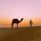 Camel standing on golden sand dunes at sunset, led by a person walking ahead, with a soft orange and pink sky creating a calm desert landscape.
